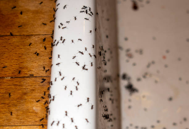 Best Termite Control Services  in Orange City, IA