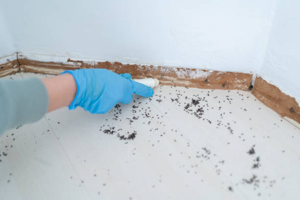 Best Flea Control Services  in Orange City, IA